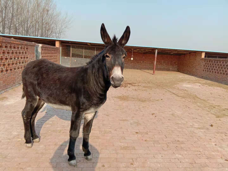 毛驴