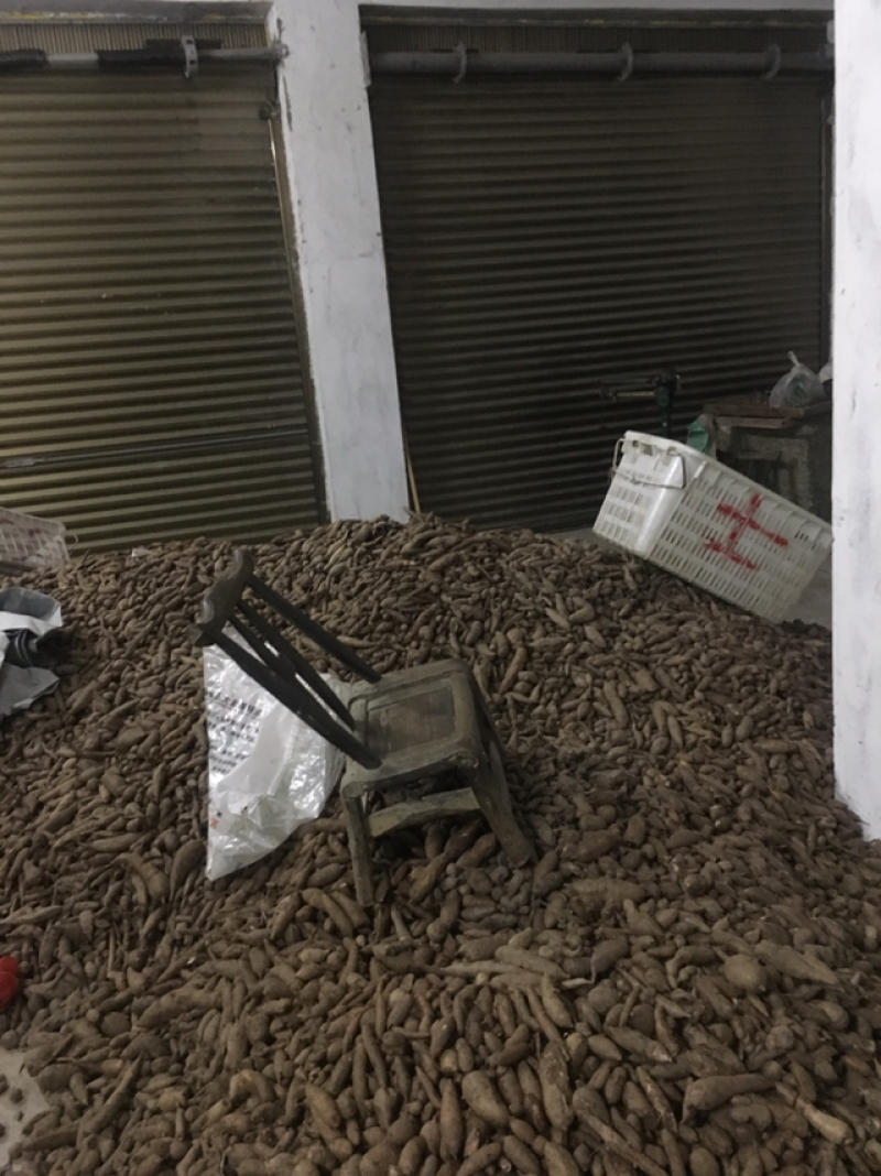 白蔹鲜货，干片供应大货，