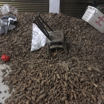 白蔹鲜货，干片供应大货，