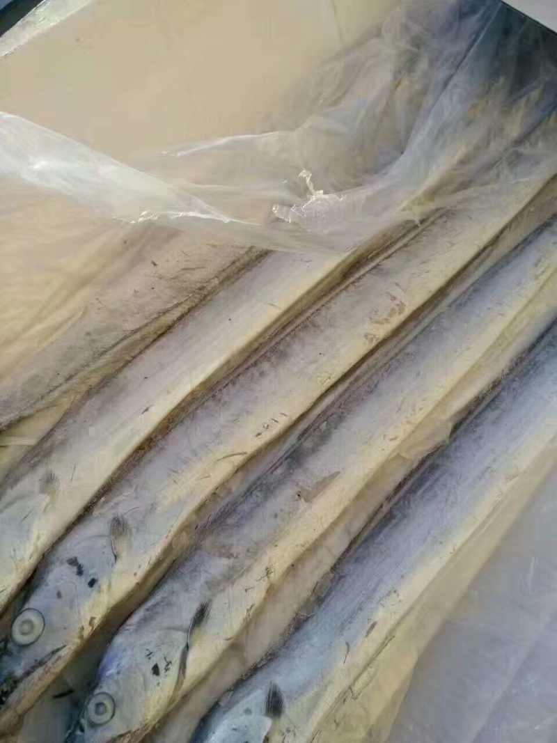 渤海湾刀鱼一盒十斤