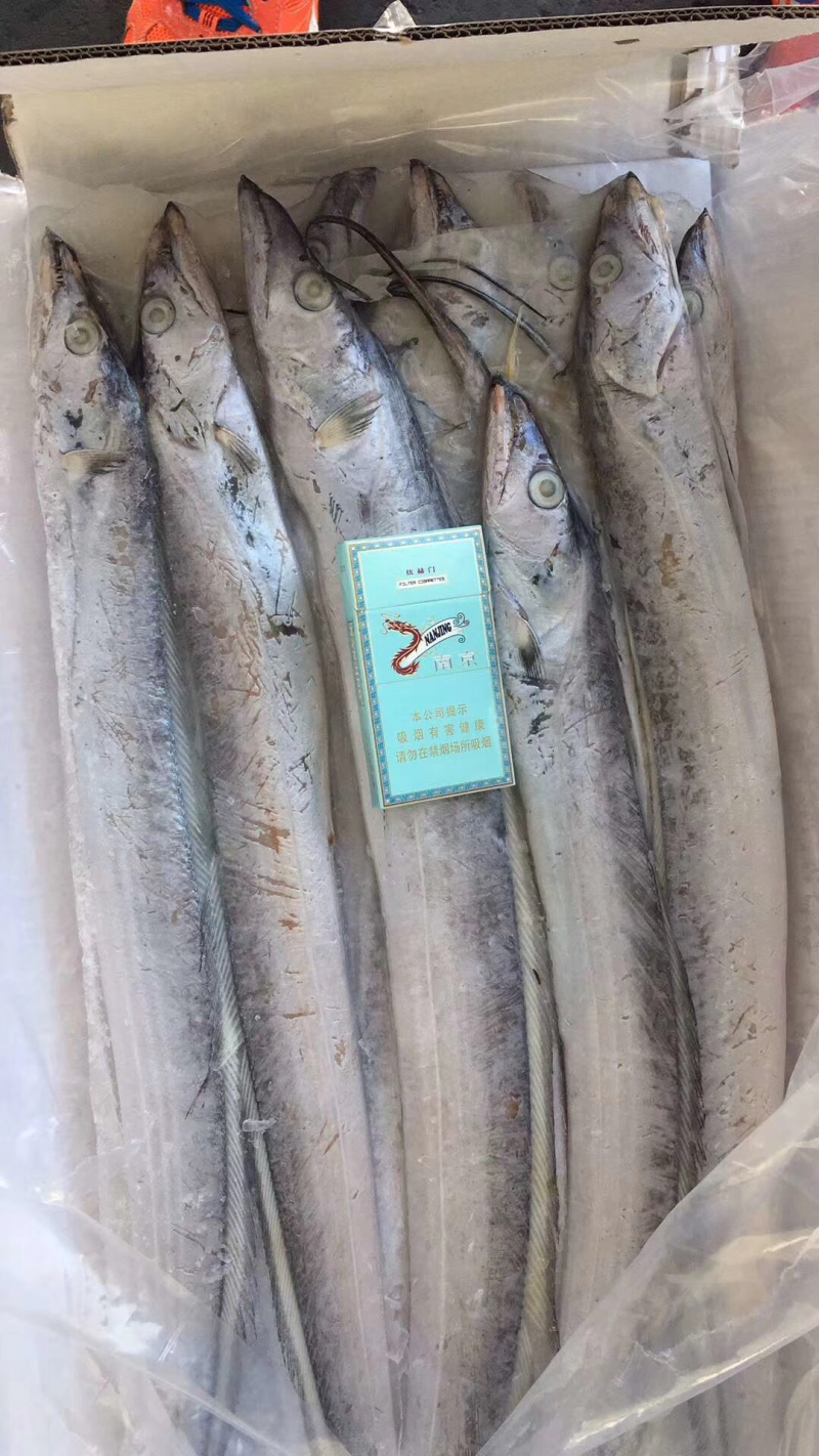 渤海湾刀鱼一盒十斤