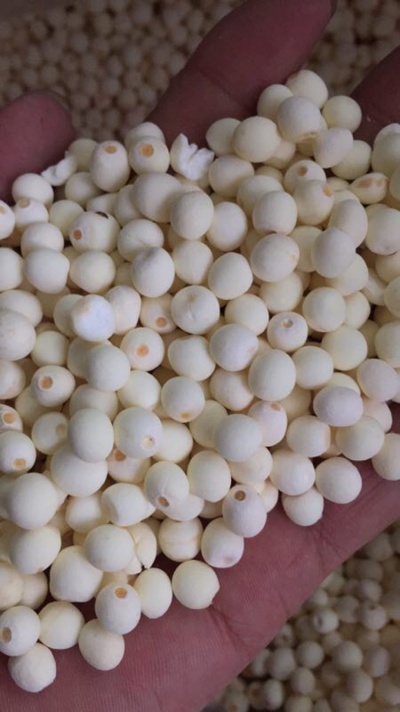 东凤镇下张特选精品干芡实