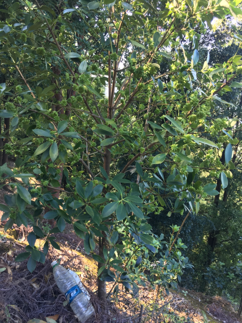古龙精选嫁接优良品种八角苗