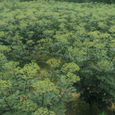 标准中花吴茱萸高含量颗粒