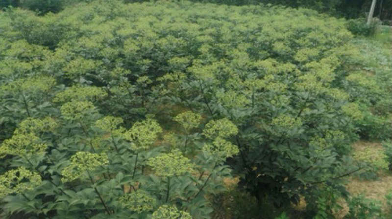 标准中花吴茱萸高含量颗粒