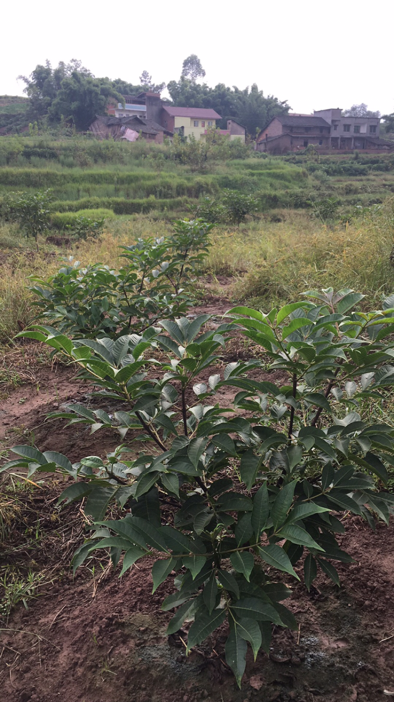 标准中花吴茱萸高含量颗粒