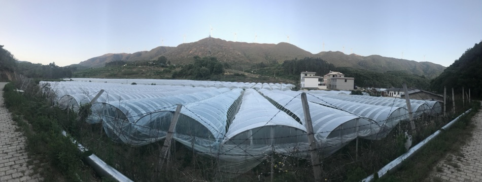 鲜枣采摘与营养检测图