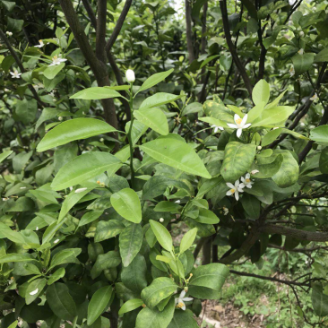 植保，疾控，病毒，病害，柑橘，沙糖桔，脐橙，皇帝柑，橘红