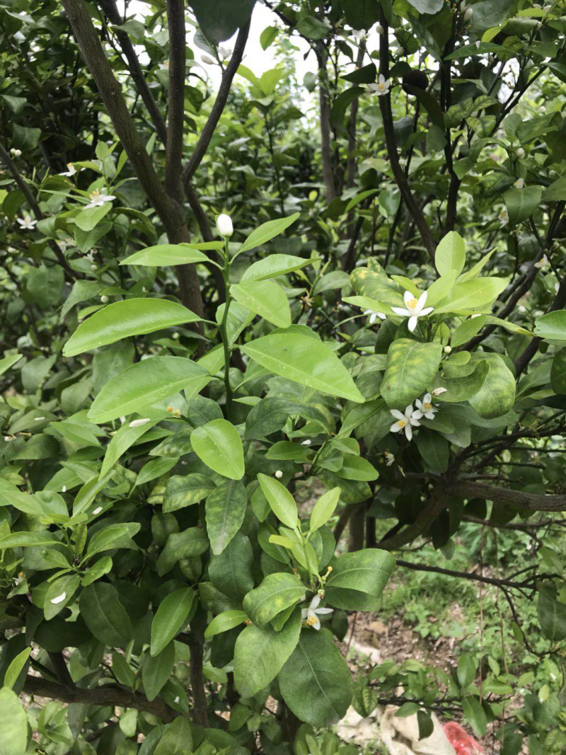 植保，疾控，病毒，病害，柑橘，沙糖桔，脐橙，皇帝柑，橘红