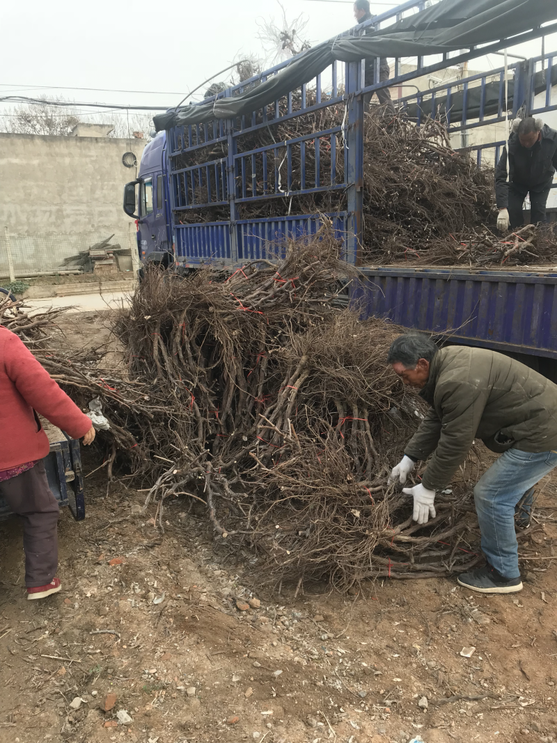 占地葡萄树苗木，价格合理..大量有货...产地直发
