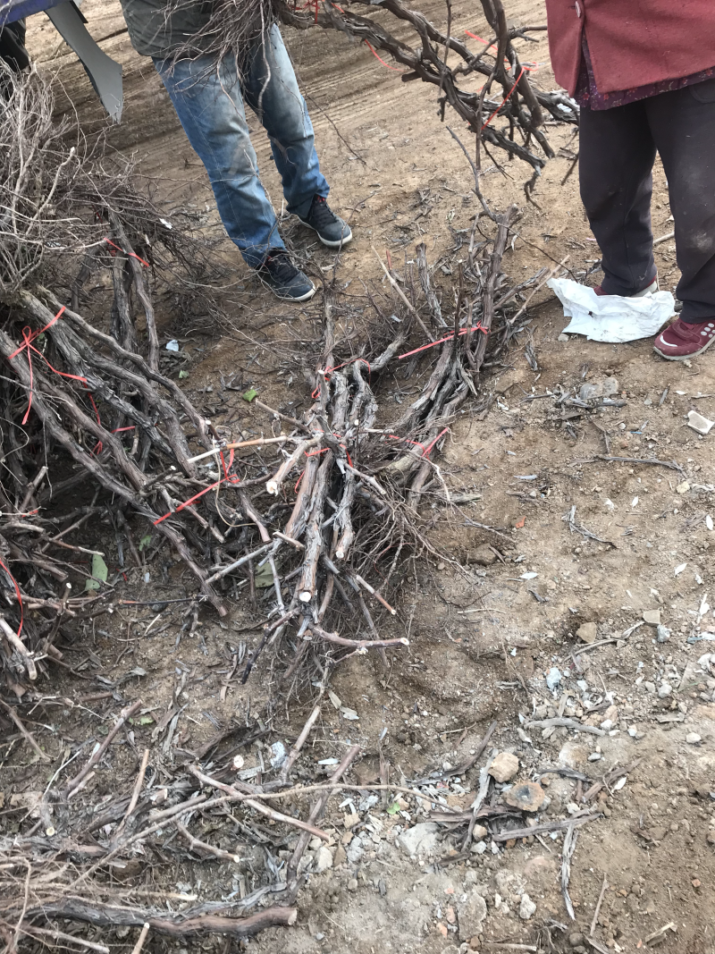 占地葡萄树苗木，价格合理..大量有货...产地直发