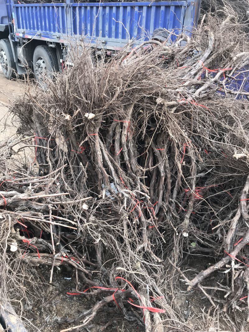 占地葡萄树苗木，价格合理..大量有货...产地直发