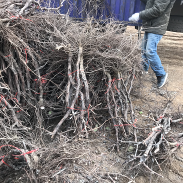 占地葡萄树苗木，价格合理..大量有货...产地直发