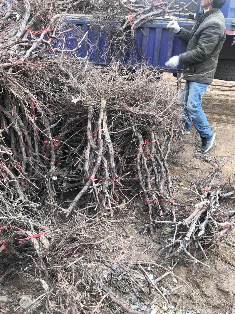 占地葡萄树苗木，价格合理..大量有货...产地直发