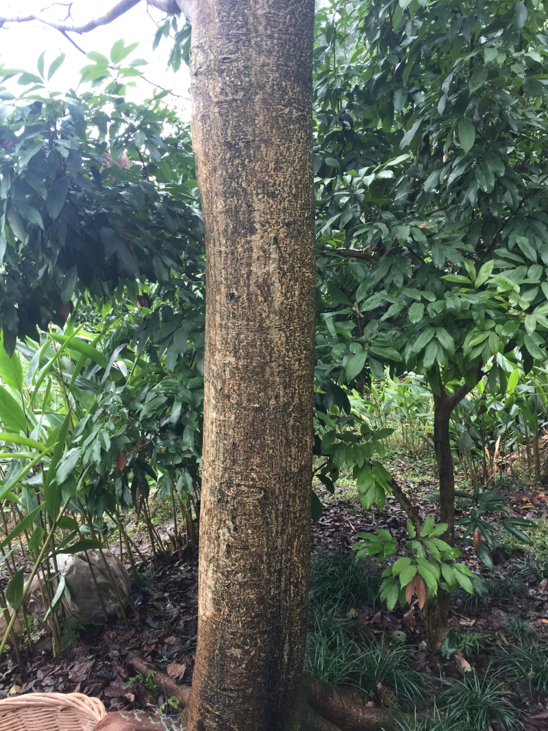 黄葛树