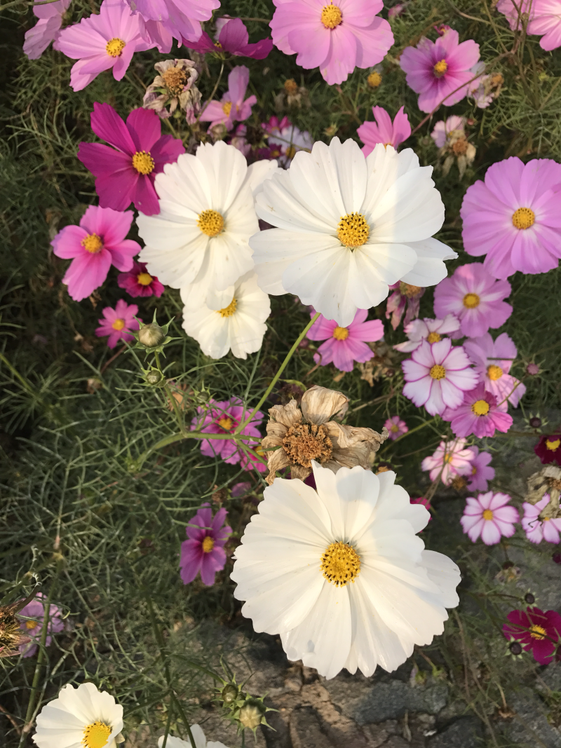 草花种子波斯菊种子芽率98%花期90天种子低价跑量