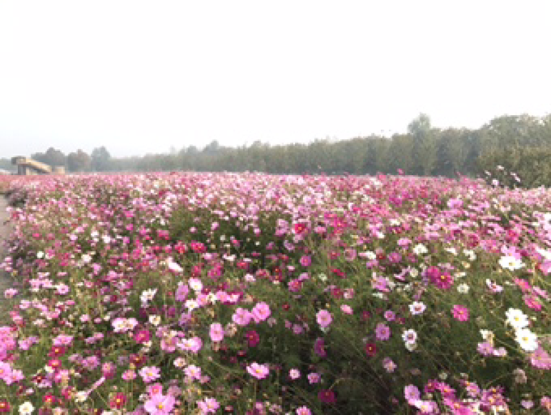 草花种子波斯菊种子芽率98%花期90天种子低价跑量