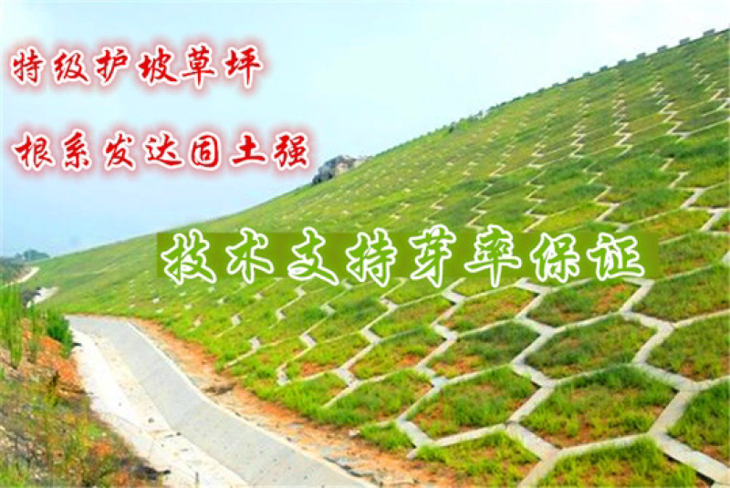 草坪种子边坡防护护坡草坪种子黑麦草高羊茅狗牙根