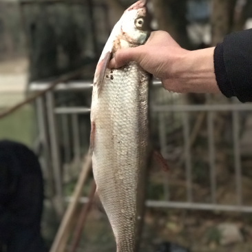 翘嘴鮊，泉水养殖