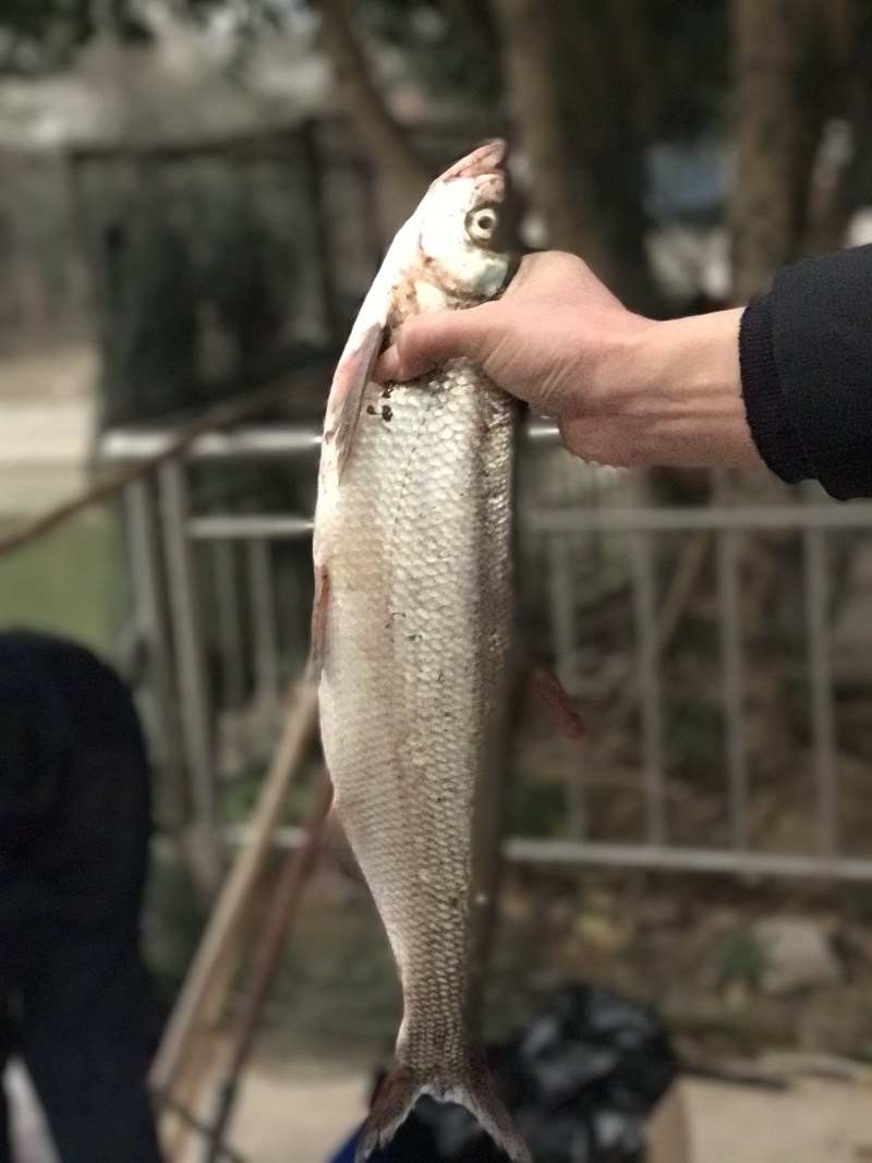 翘嘴鮊，泉水养殖