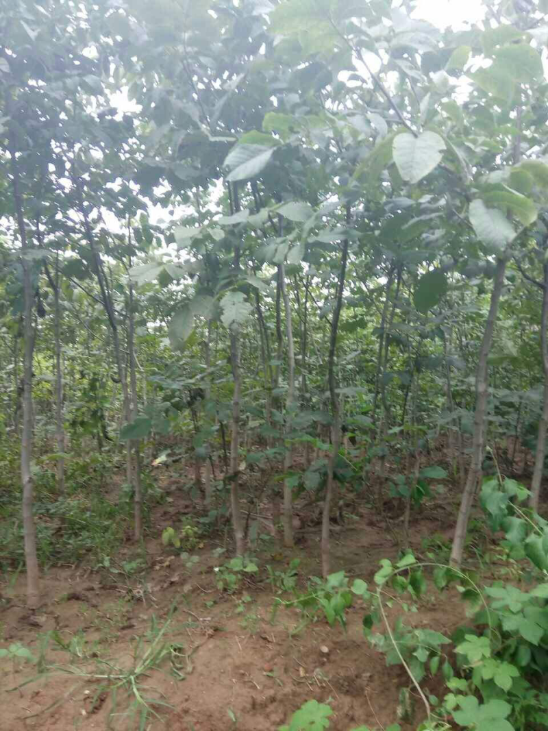核桃苗