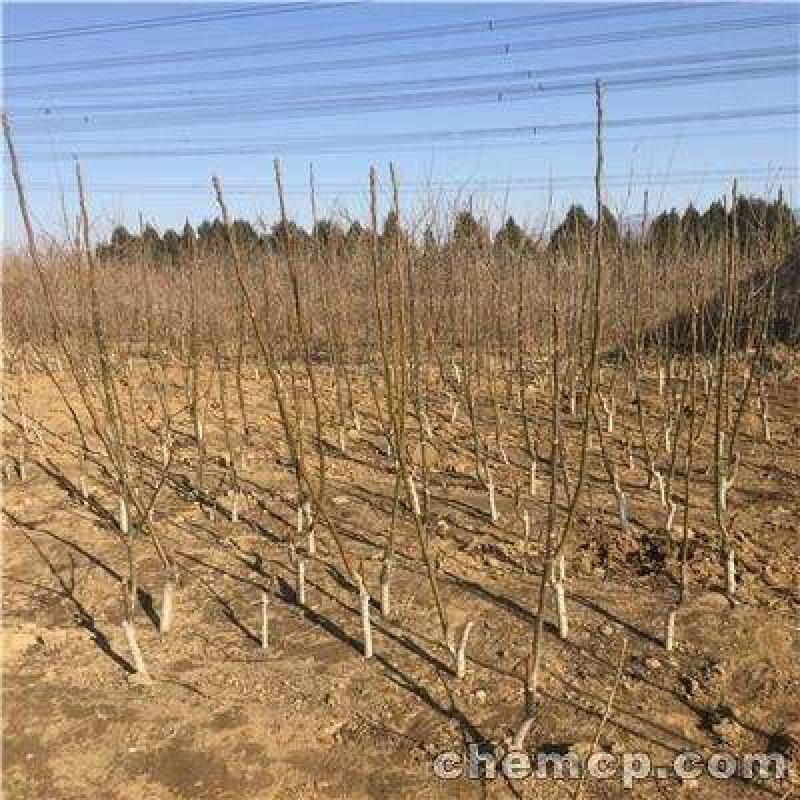 核桃苗