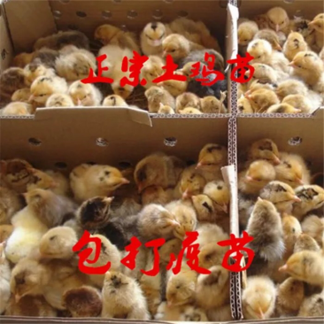 灵山土鸡苗黄脚土鸡苗阉鸡苗桂香土鸡苗放养土鸡苗山地鸡苗