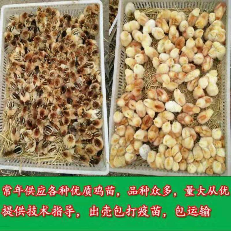 鸡苗活体包邮土鸡苗草鸡苗笨鸡苗柴鸡苗三黄鸡鸡仔鸡雏批发