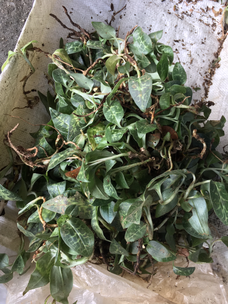 野生银线莲，鲜货