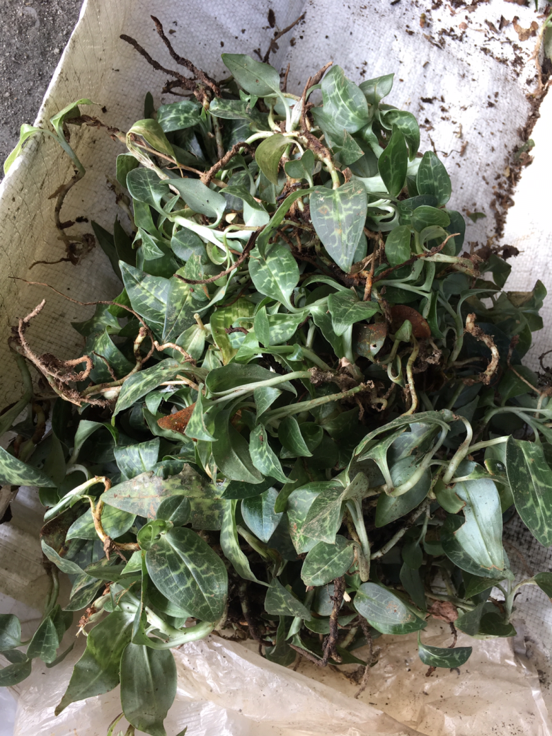 野生银线莲，鲜货