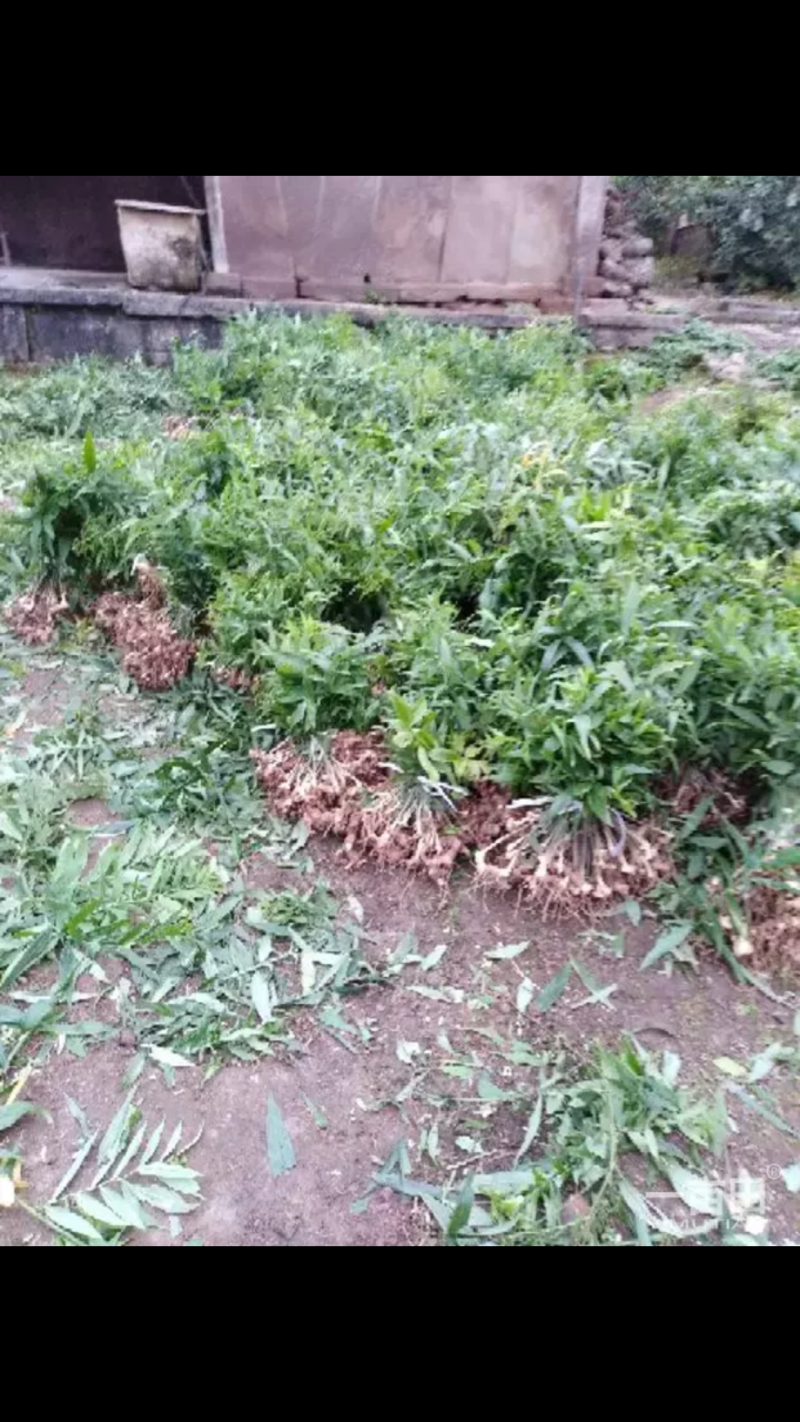 黄精苗，多花姜型不倒苗甜黄精，成活率90%，一件代发