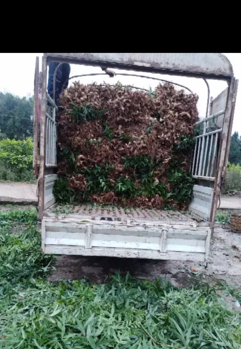 黄精苗，多花姜型不倒苗甜黄精，成活率90%，一件代发