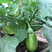 优质茄子苗，绿美系列，西安绿茄，紫茄，面包花茄，嫁接茄子