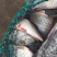 洪泽湖野生鲫鱼
