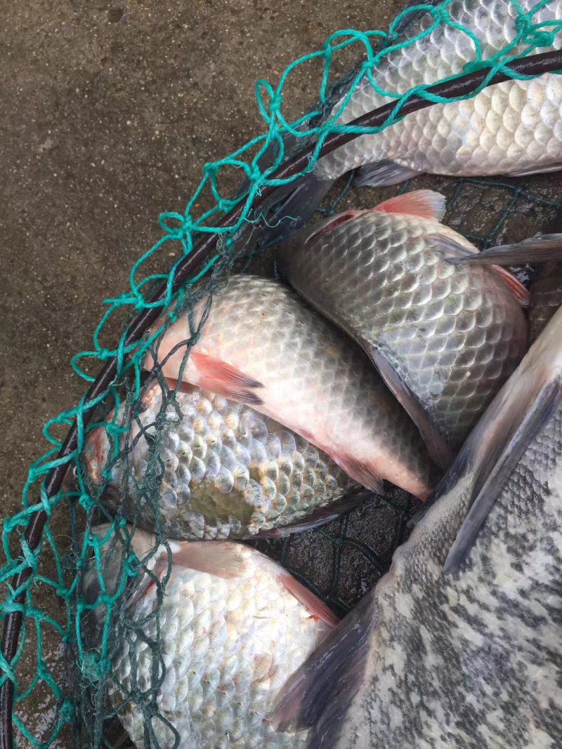 洪泽湖野生鲫鱼