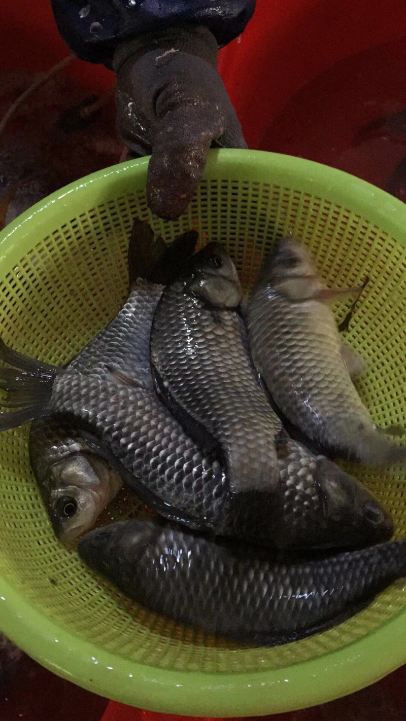 洪泽湖野生鲫鱼