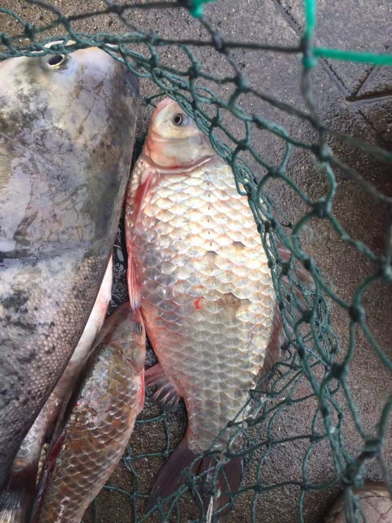 洪泽湖野生鲫鱼