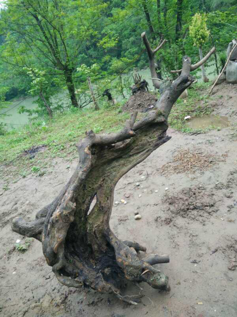 全是各种各样的下山的金蛋子