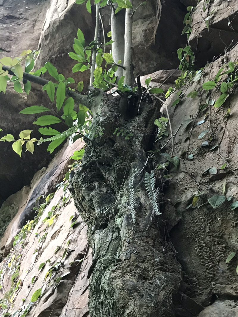 野生金蛋子
