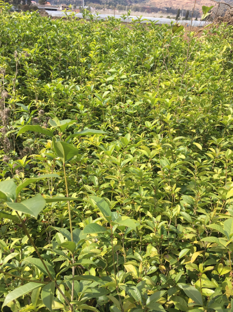 四季桂花天香台阁带土包邮