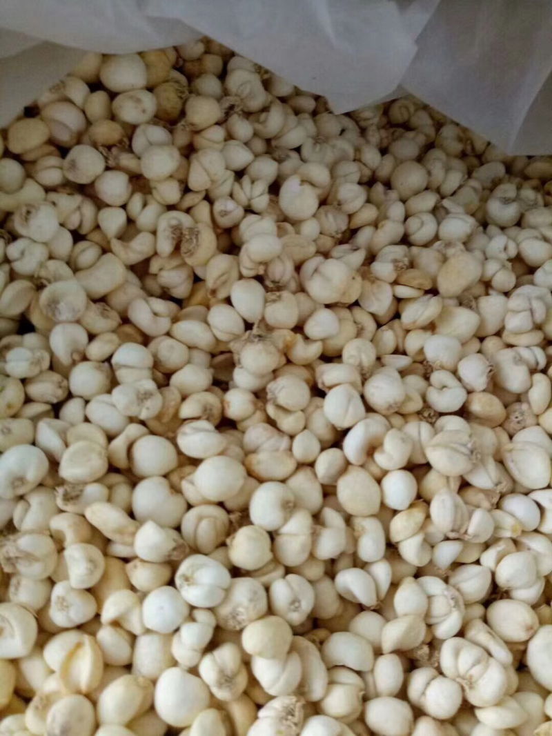 贝母浙江小贝母无硫川贝象贝正品保证包邮