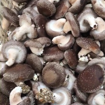 鲜香菇0912量大从优