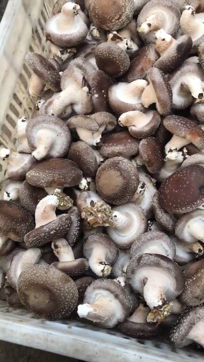 鲜香菇供应0912