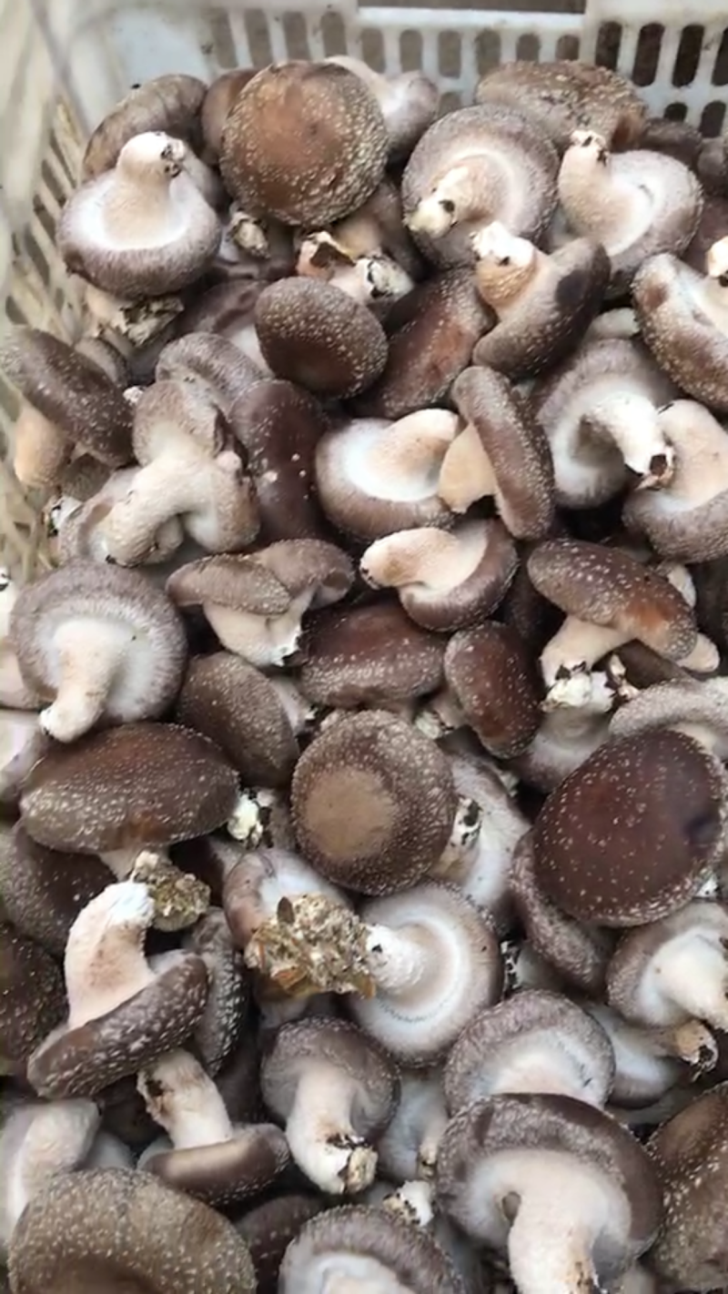 鲜香菇供应0912