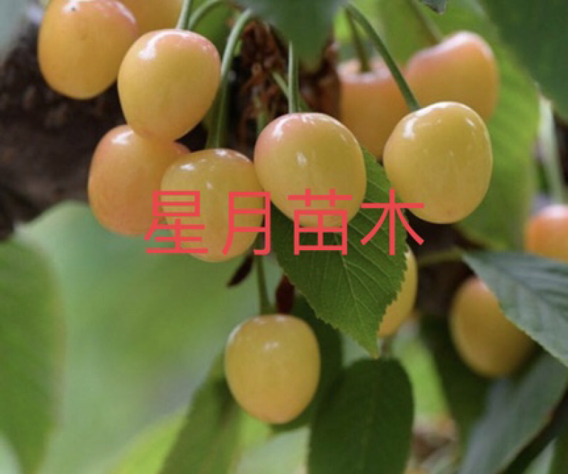 【有好货】黄蜜大樱桃果树苗，苗圃现挖现发，包纯正免费指导