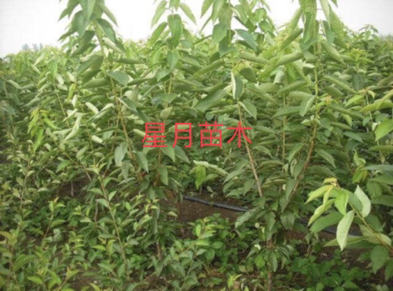 【有好货】黄蜜大樱桃果树苗，苗圃现挖现发，包纯正免费指导