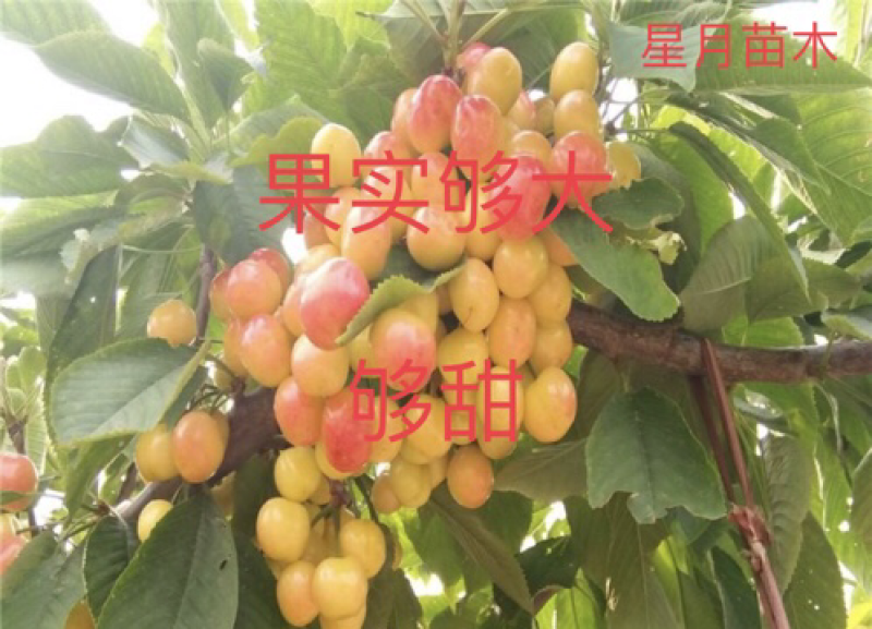 【有好货】黄蜜大樱桃果树苗，苗圃现挖现发，包纯正免费指导