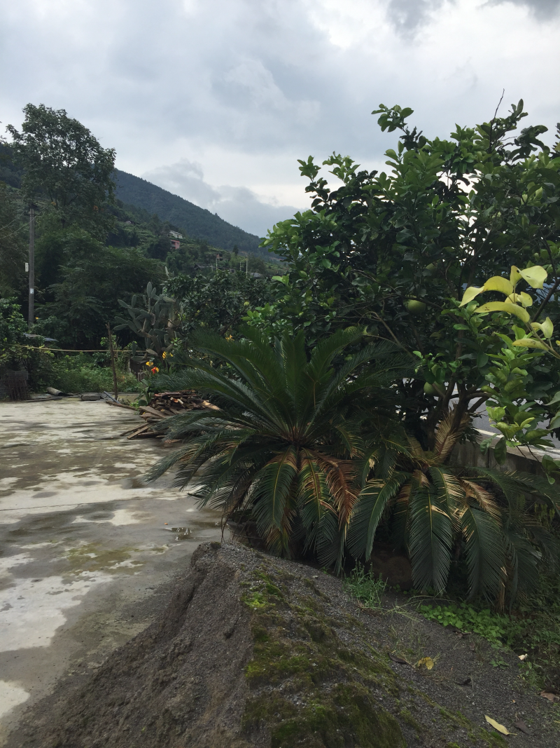 宅基地