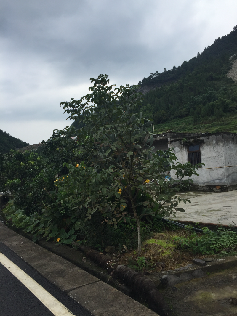 宅基地