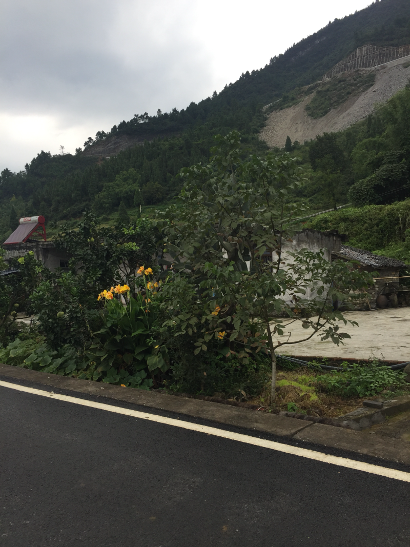 宅基地